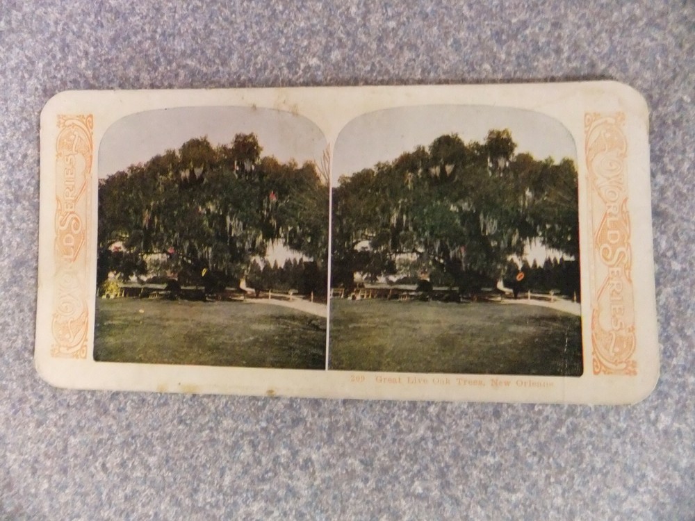 L#A90 Stereoview photo card, World Series collection, #209 Great Live Oak Tree