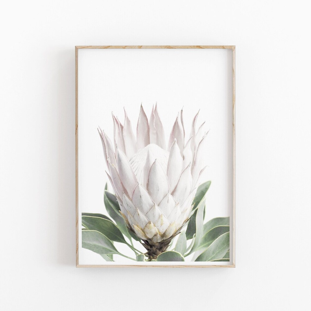 White Protea Wall Art Poster Premium Quality Choose your Size