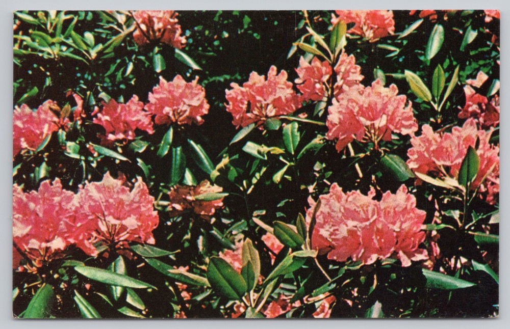 West Virginia, Rhododendron State Flower, Vintage Postcard