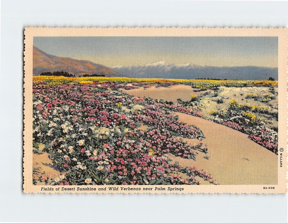 Postcard Fields of Desert Sunshine & Wild Verbenas near Palm Springs California