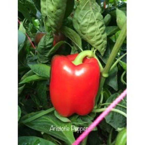 25 SEEDS  Aristotle Pepper seeds  Garden  Healthy Planting