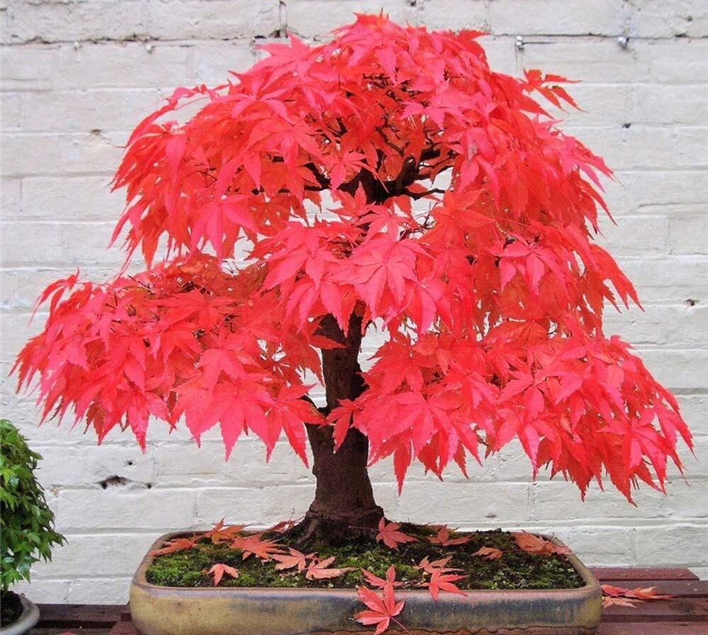 20+ Red Japanese Maple Tree Seeds Bonsai Acer palmatum Small Leaf-image