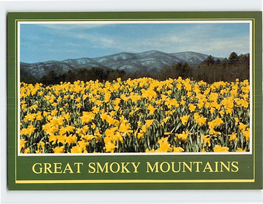 Postcard Cades Cove (Early Spring) Great Smoky Mountains National Park USA