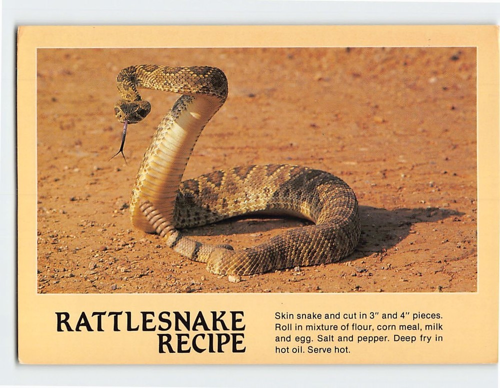 Postcard Diamondback Rattlesnake