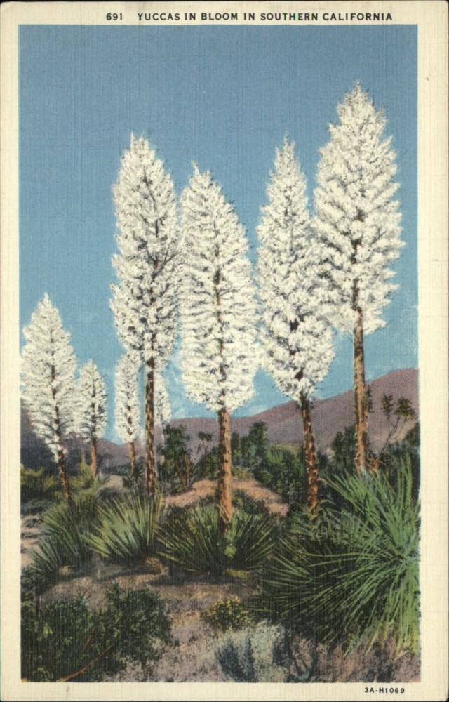 California Yucca cactus in bloom white flowers unused vintage linen postcard