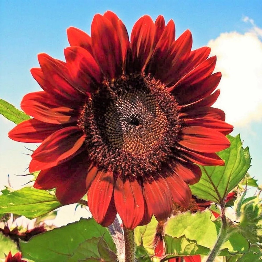 Velvet Queen Sunflower Seeds 50pcs/pack Big Red Sun Flower