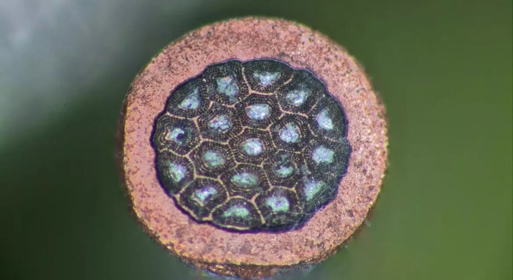 Niobium Wire, 0.0323