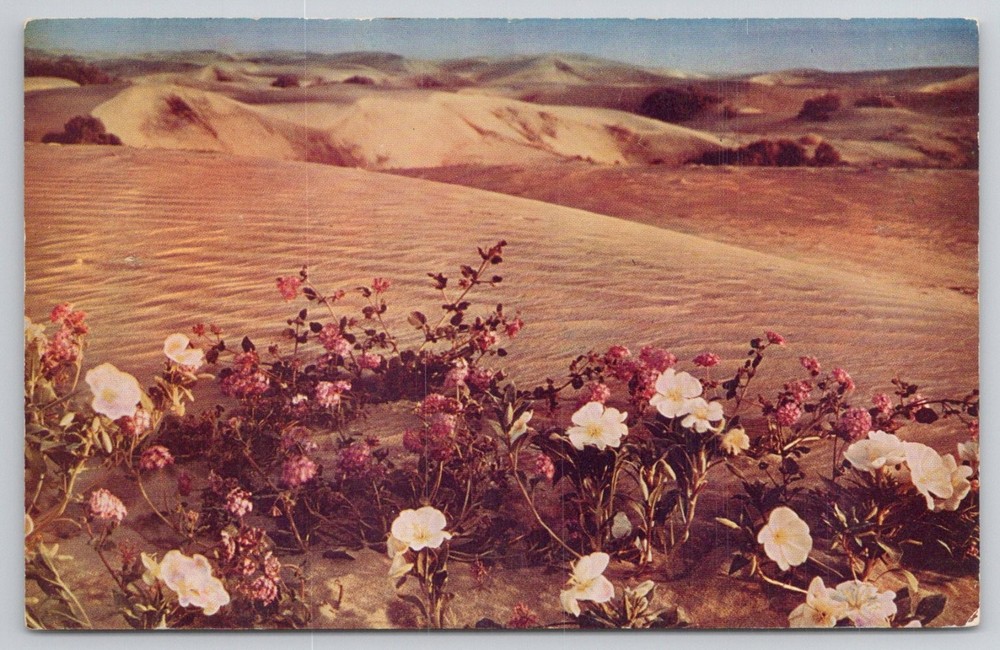Vintage California Desert Wildflowers Verbena Sand Dunes Kodachrome Postcard
