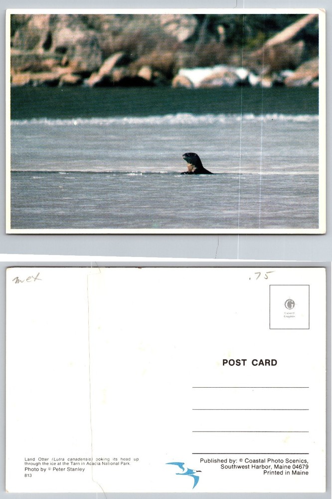 Acadia National Park Maine Land Otter in Ice Vintage Postcard Peter Stanley-image