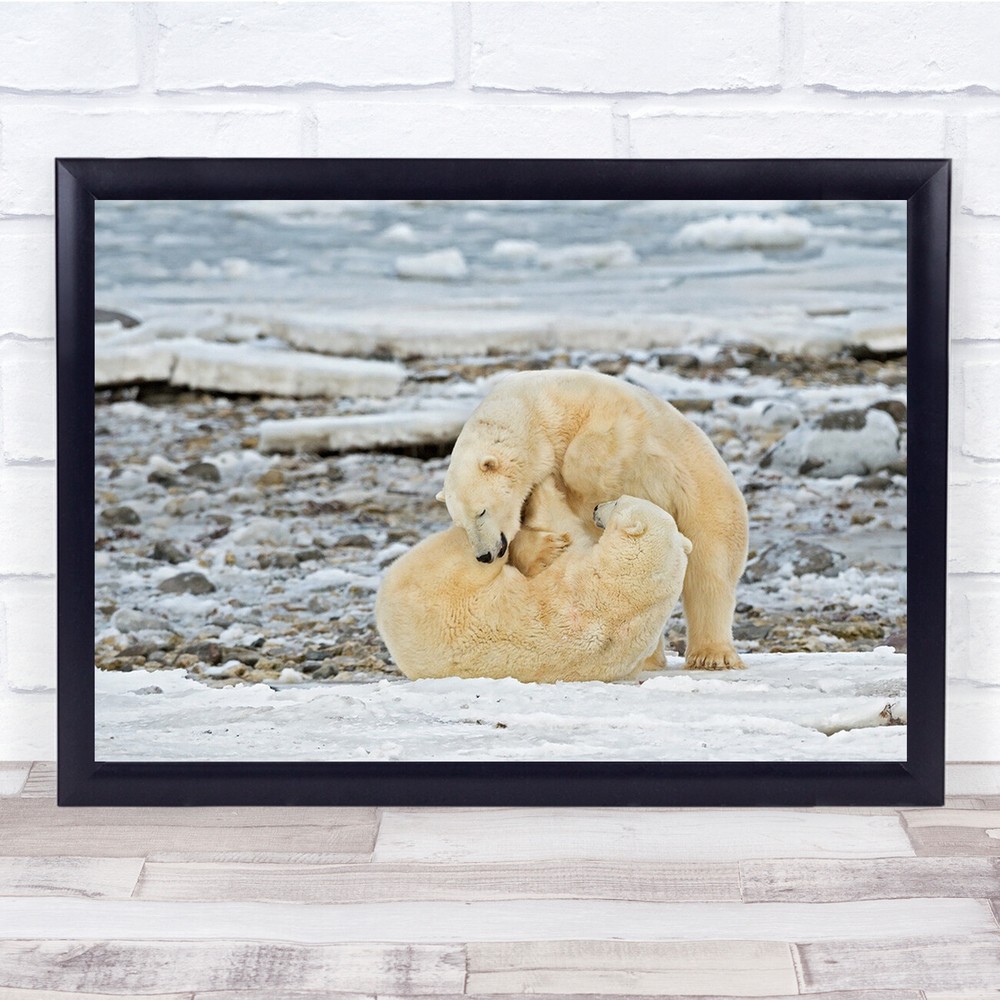 Wildlife Nature Animals Fighting Playing Polar Bears Wall Art Print