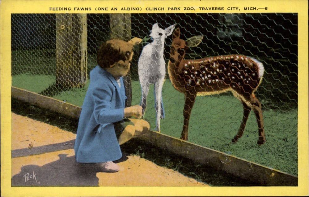 Michigan Traverse City Clinch Park Zoo feeding fawns ~ 1930s linen postcard