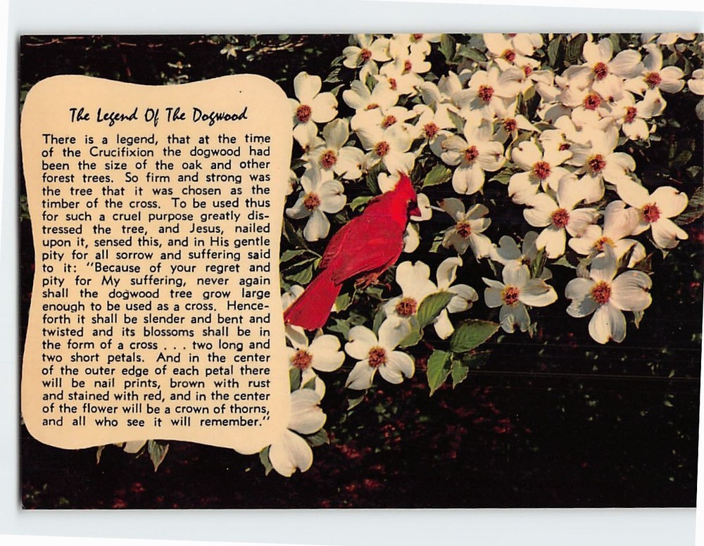Postcard The Legend of the Dogwood