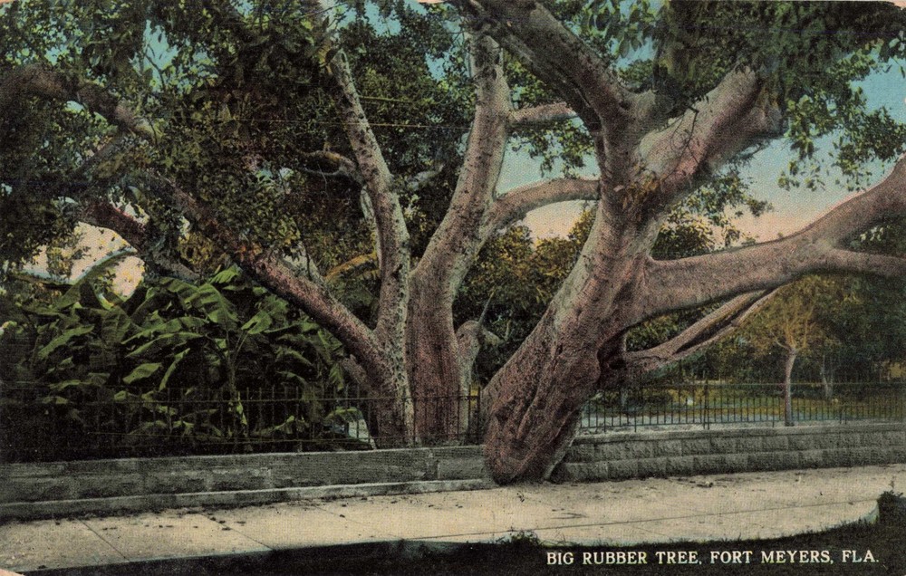 Big Rubber Tree Fort Meyers Florida FL c1910 Postcard