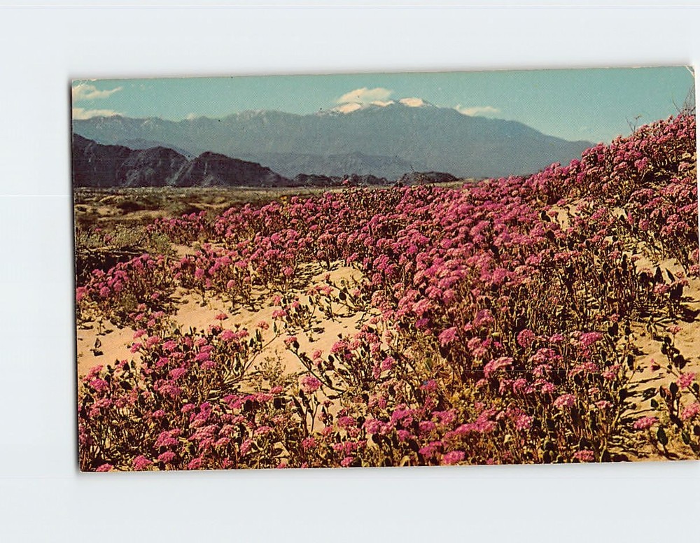 Postcard Sand Verbenas Blooming on the Desert California USA