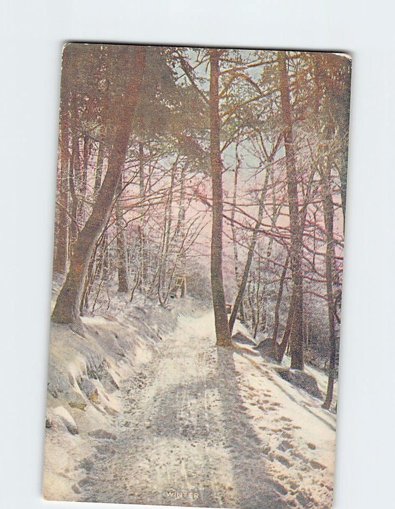 Postcard Winter Scene Nature Landscape Trees Forest/Woods USA North America