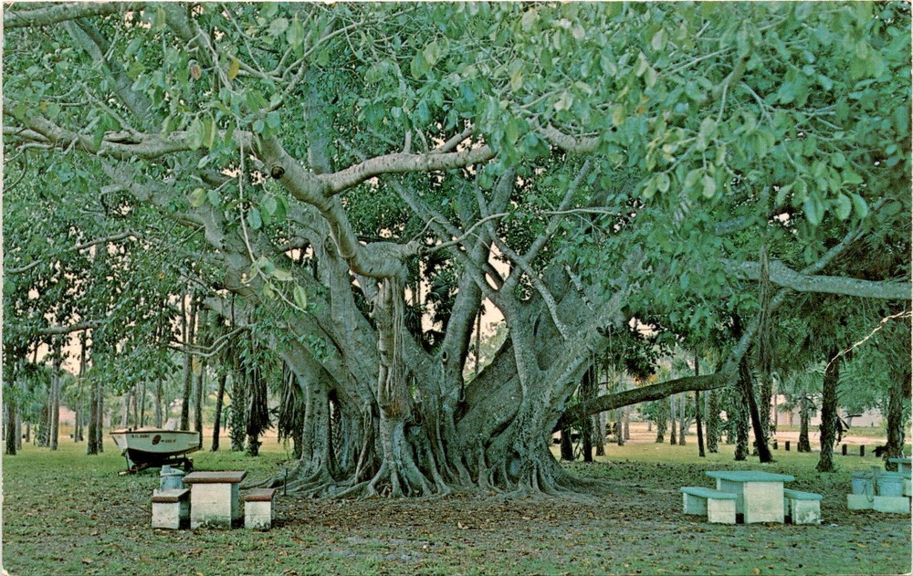 Banyan Tree, Bonita Springs, Florida, 1921, Bonita Springs Community Postcard