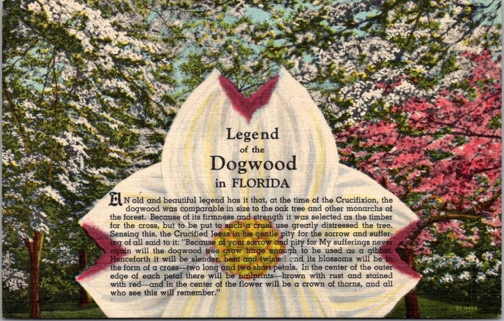 Legend of the Dogwood in Florida Vintage Linen Postcard Curteich