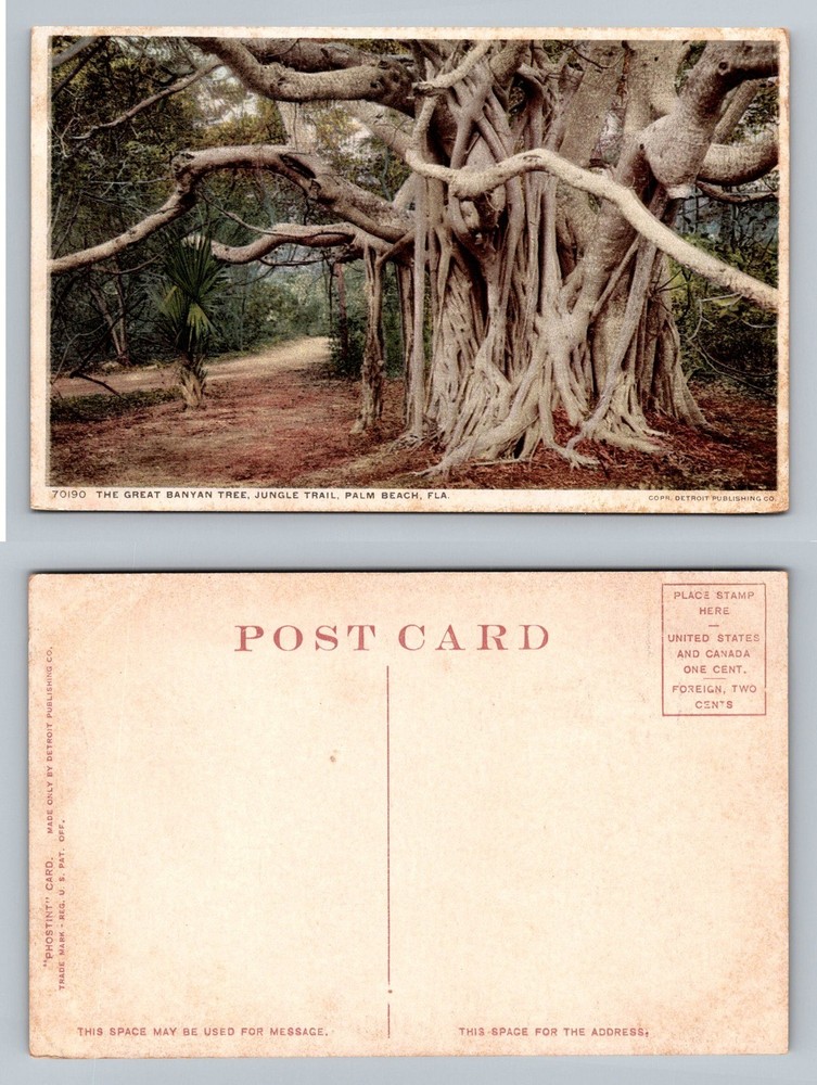 Palm Beach, FL-Florida, Jungle Trail Great Banyan Tree View Vintage Postcard