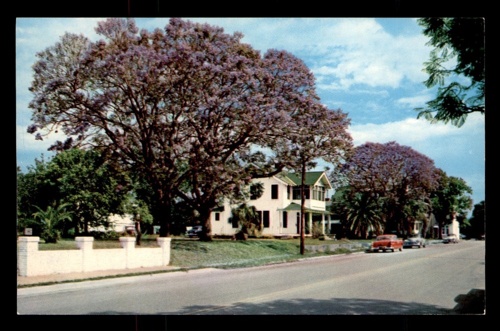 Floridas Jacaranda Tree Acutifolia In Full Bloom FL Unp Postcard