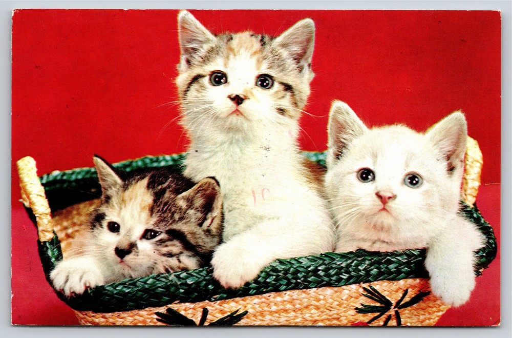 Cats~3 Kittens In Basket With Green Top~Vintage Postcard