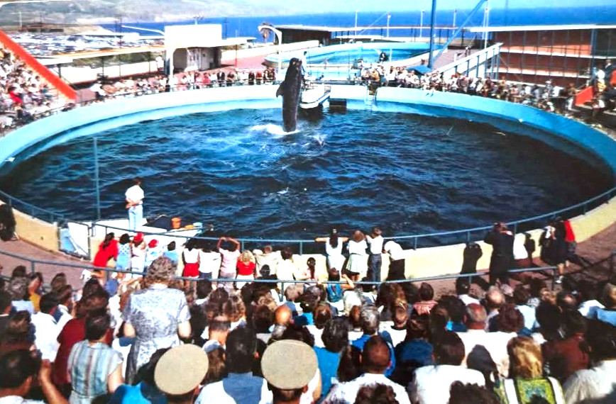 Vintage 1960 Marineland of the Pacific Whale Show Postcard Whale Bimbo Jumping