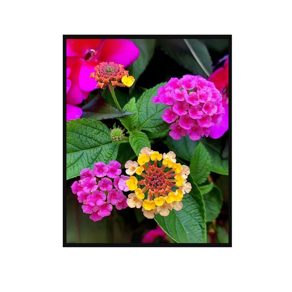 Lantana Flower Botanical Print – Vibrant Floral Wall Art for Home Decor