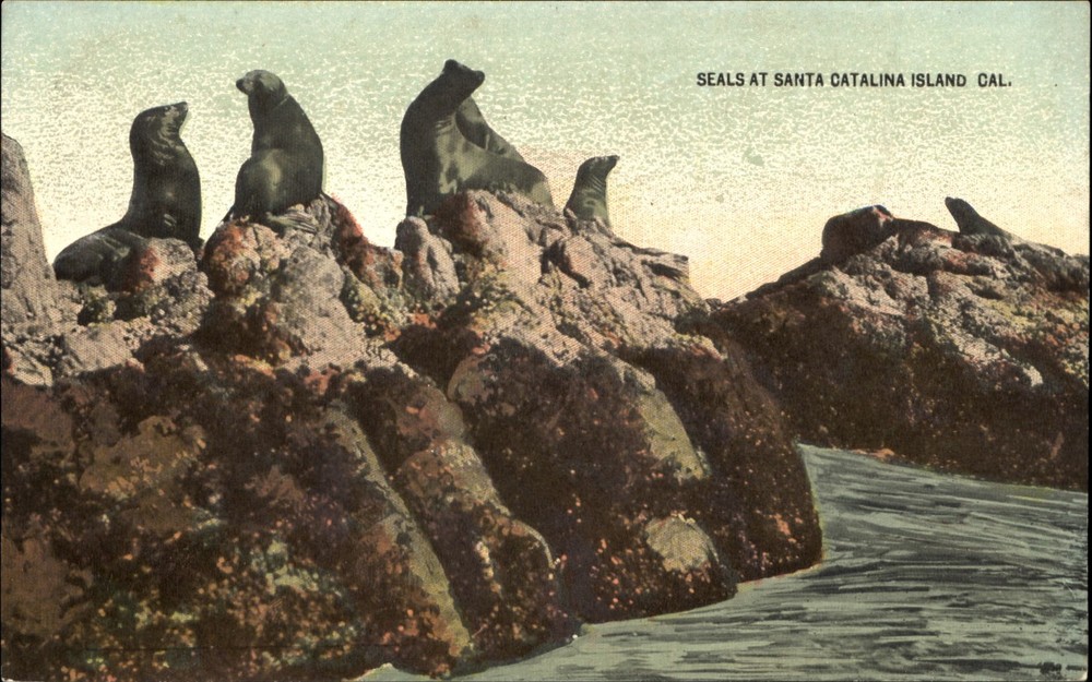 Seals on the rocks ~ Santa Catalina Island California ~ c1910 vintage postcard