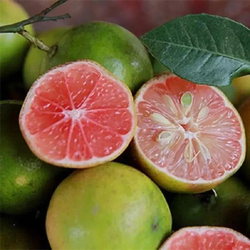 RARE BOG PINK RED Key Lime, Peach lemon - 3 cuttings for rooting or grafting