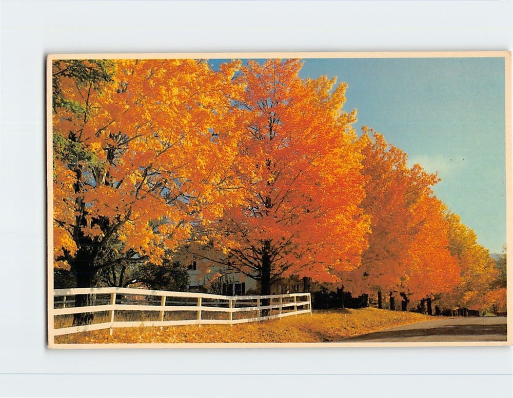 Postcard Fall Scene Maple Trees White Mountains New Hampshire USA