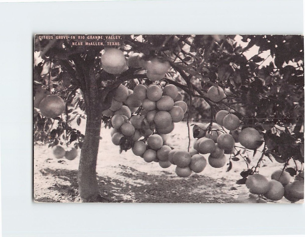 Postcard Citrus Grove Rio Grande Valley Texas USA