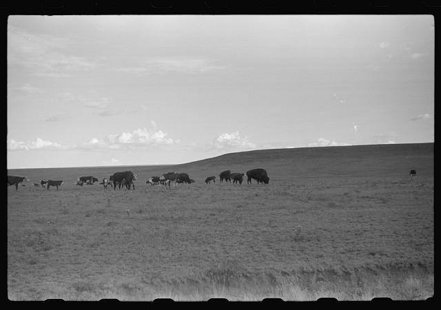 Photo:1930s Cattle Herd on Prairie Landscape Black and White Photograph