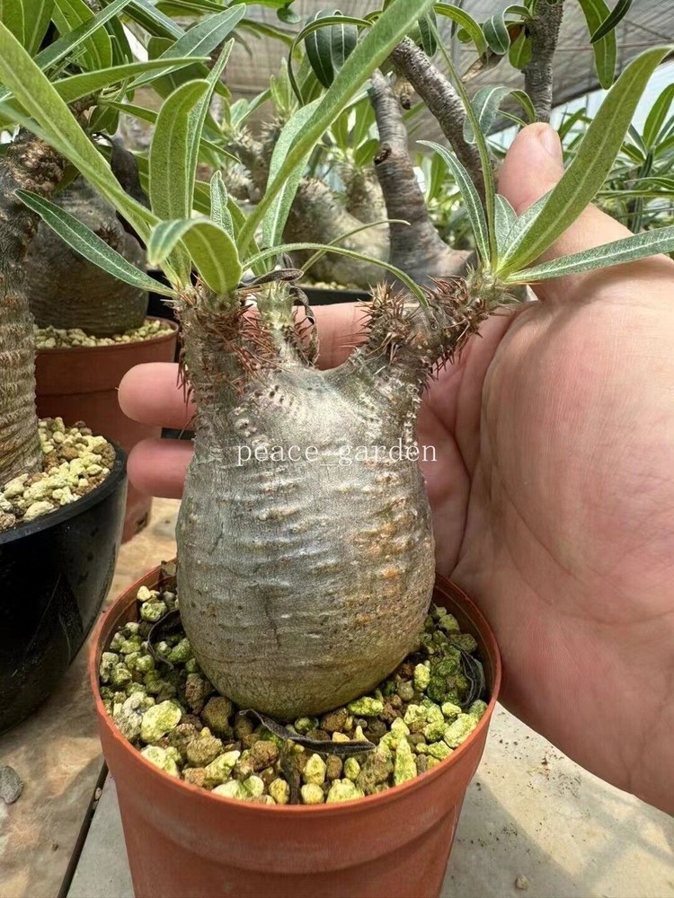 Raresucculent Pachypodium rosulatum var. gracilius H.Perrier tuber plants 5cm