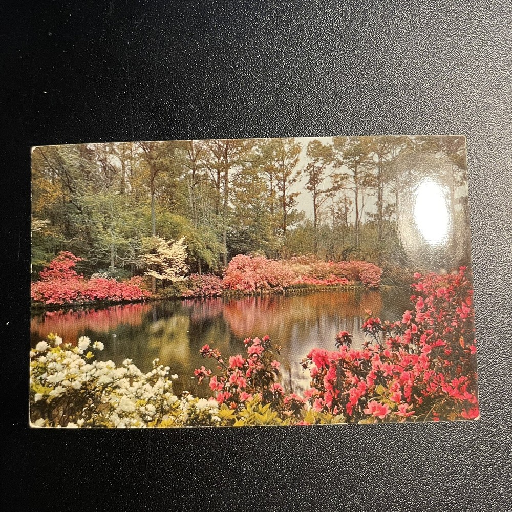 Mobile Alabama Azaleas in Bellingrath Gardens Flowers AL Postcard
