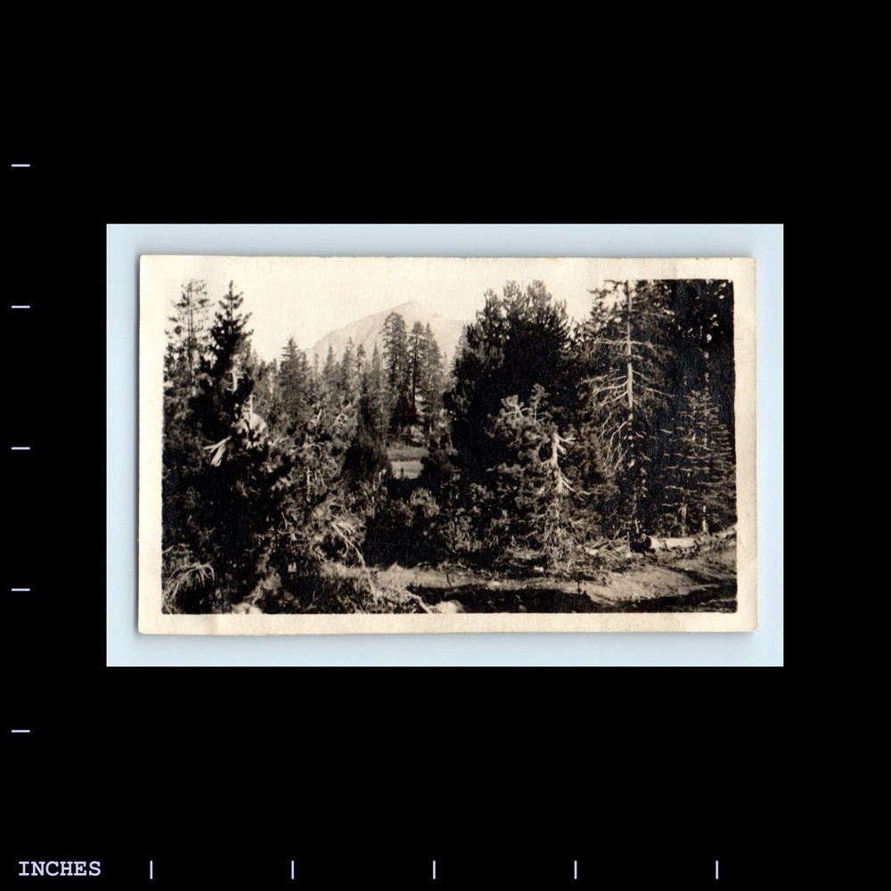 Old Vintage Photo MOUNTAIN LANDSCAPE FOREST TREES