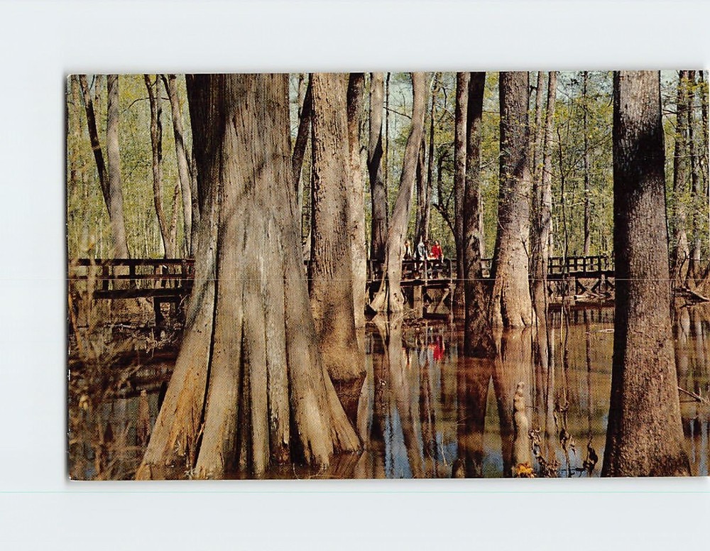 Postcard Cypress Swamp Natchez Trace Parkway Mississippi USA