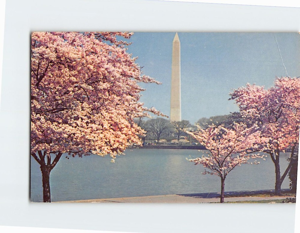 Postcard Cherry Trees Washington Monument Washington DC USA
