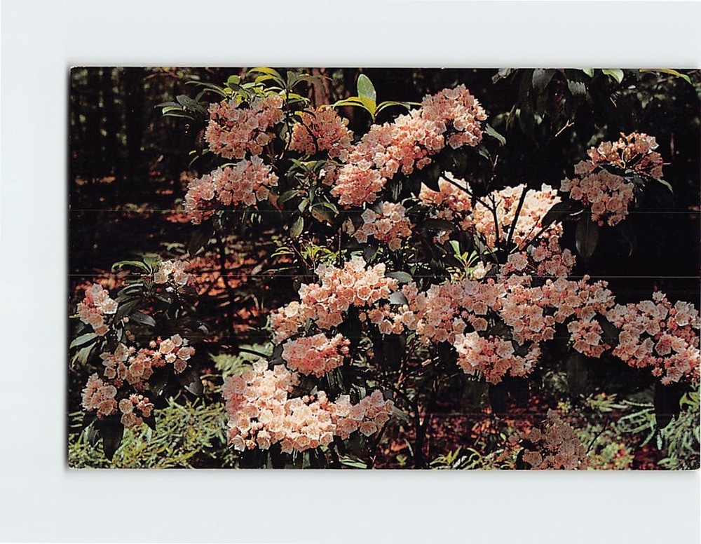 Postcard Mountain Laurel Pennsylvania's State Flower
