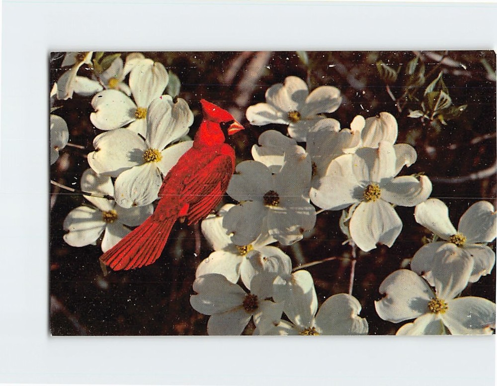 Postcard Dogwood Flower and Cardinal Bird North Carolina USA