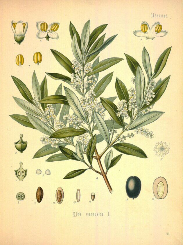 Vintage Olive Poster, Olive Botanical Print, Scientific Identification Chart