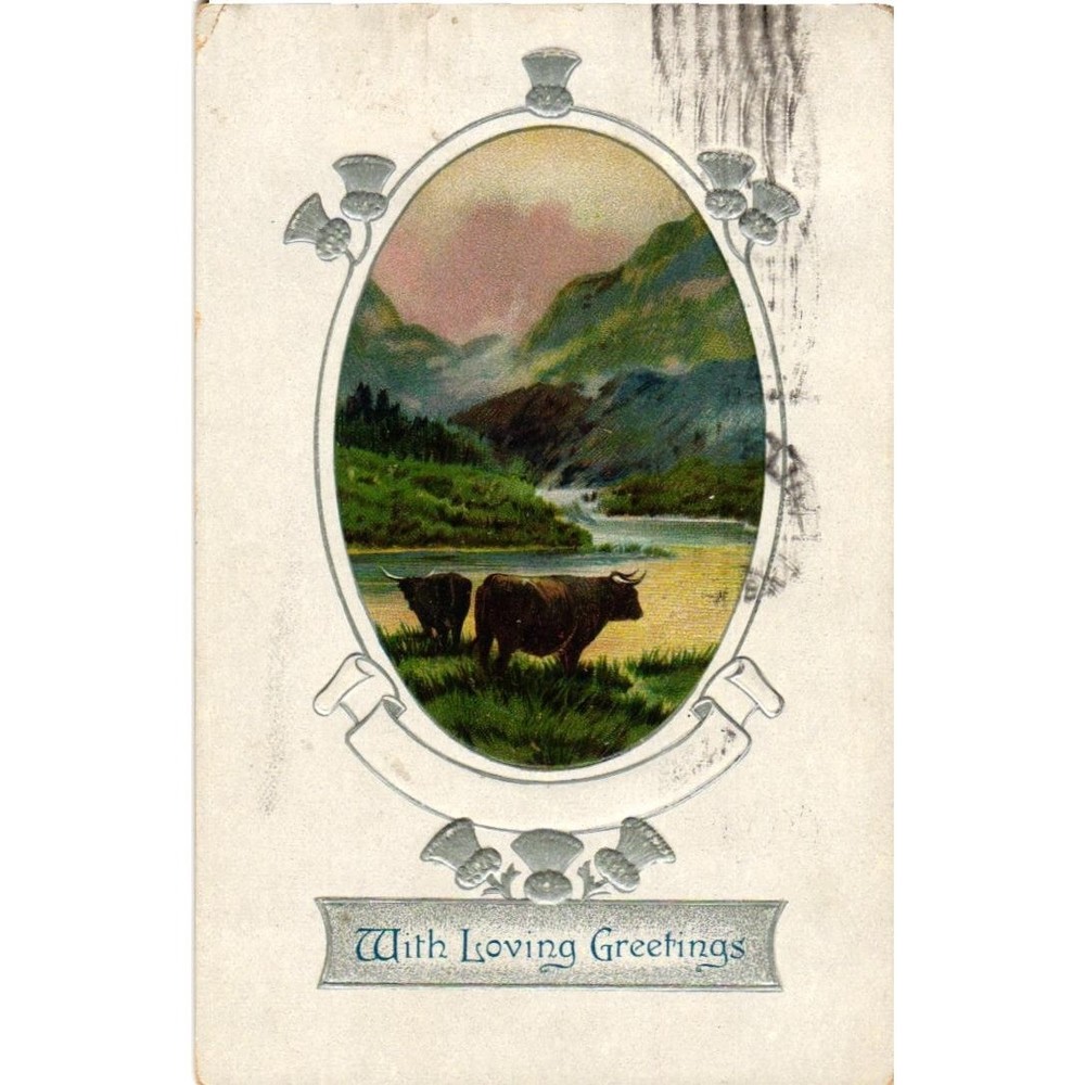 Vintage 1911 Scottish Highland Cattle Postcard Embossed Thistle B.B. London E 94