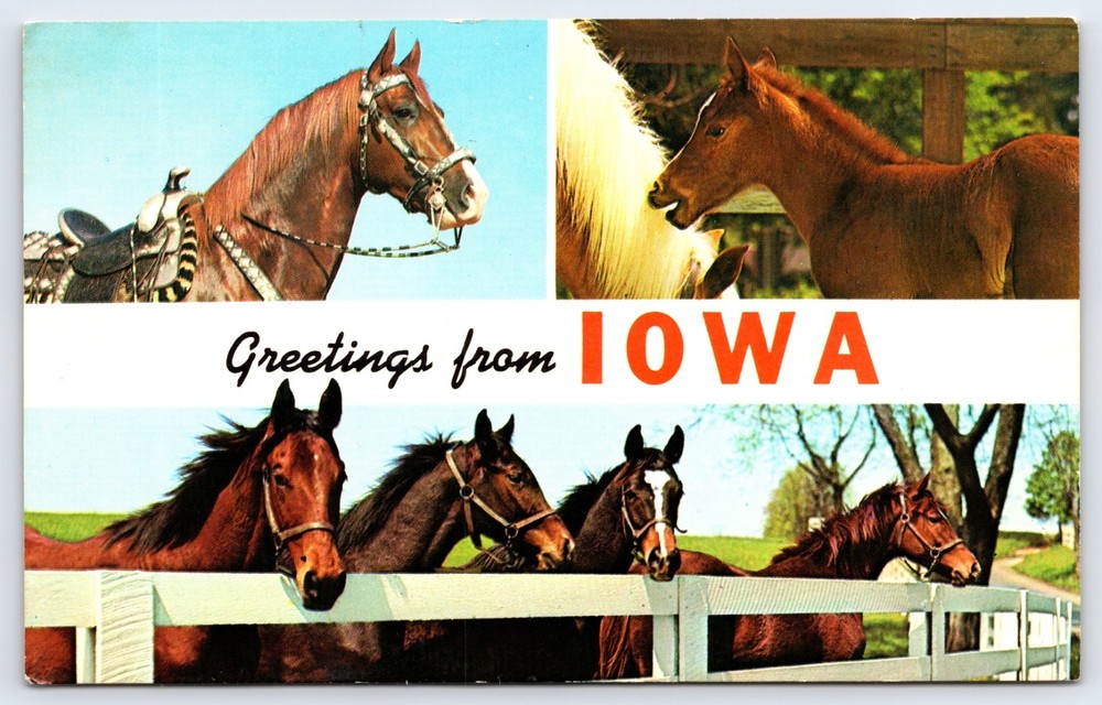 Vintage Photo Postcard Greetings From Iowa United States Horses Foal Animals