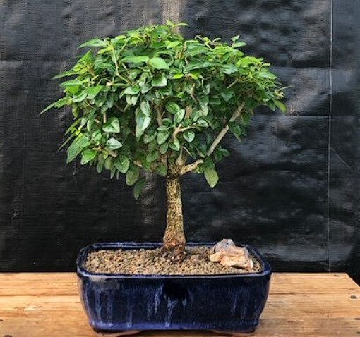 Parrot's Beak Bonsai Tree Large Gmelina Philippensis Indoor 12