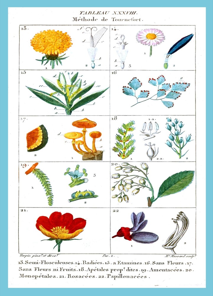 4066.Tableau XXXVIII, Method de Touernefort.POSTER.Home School Office art decor