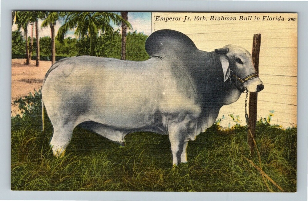 Bradenton FL-Florida, Emperor Jr 10th, Brahman Bull Vintage Souvenir Postcard