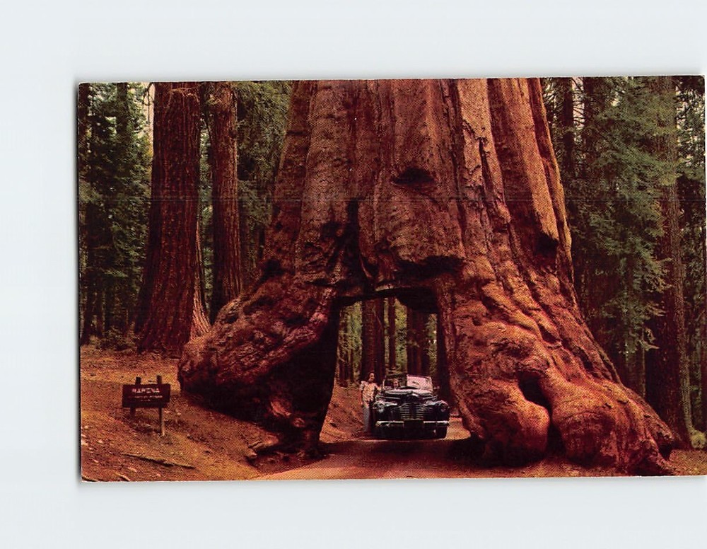 Postcard Mariposa Grove 