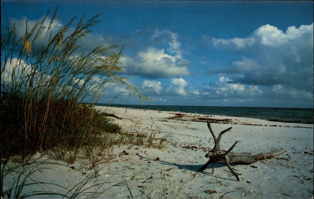 Virginia Beach Virginia blue sky white sand driftwood ~ 1970s vintage postcard
