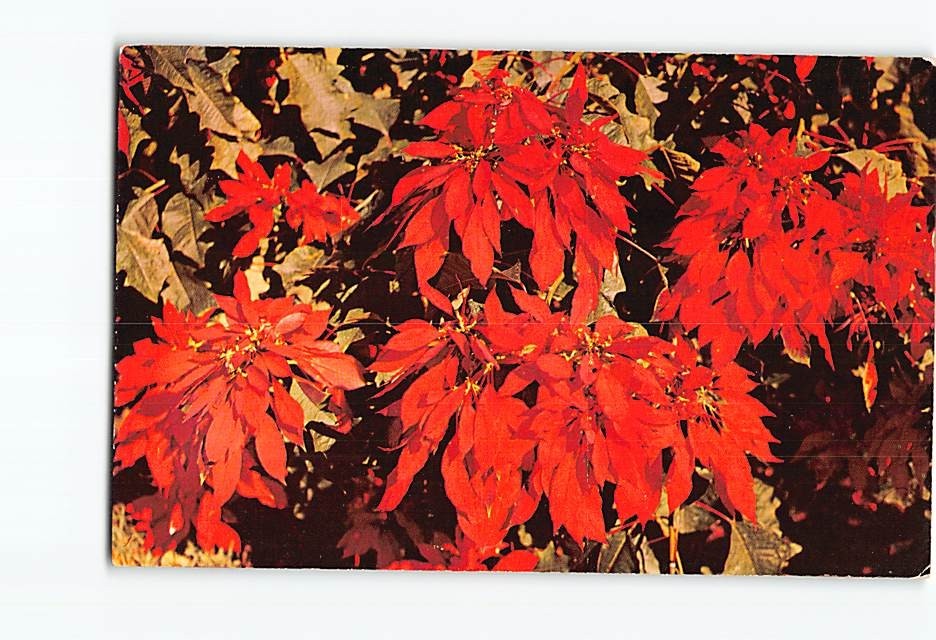 Postcard Beautiful Radiant Red Poinsettias Floral Displays Southland Vintage
