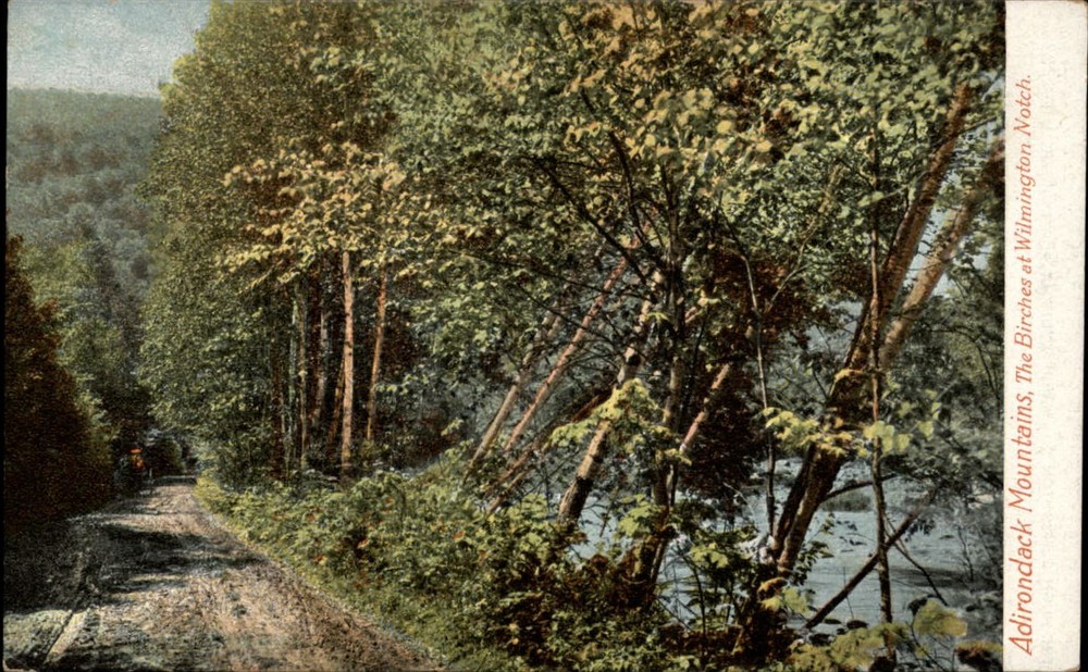 Adirondacks birch trees ~ Wilmington Notch New York ~ c1910 Leighton postcard