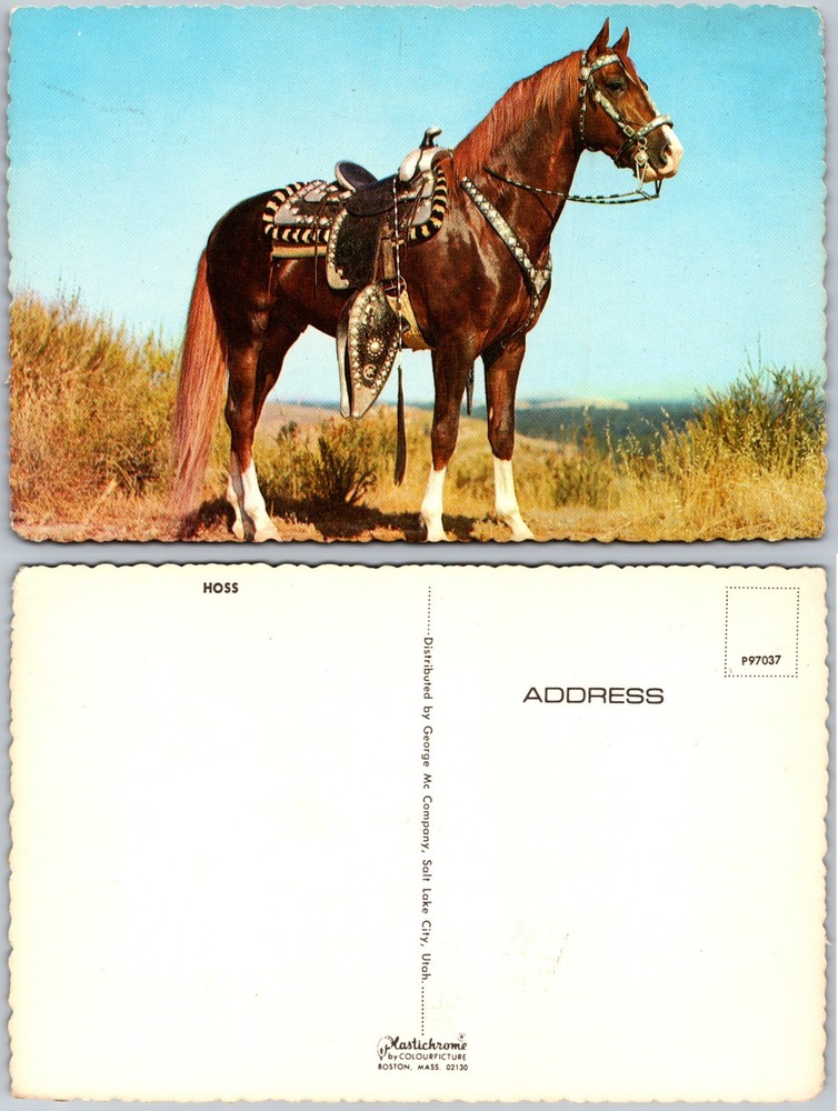 Continental Hoss Horse Postcard