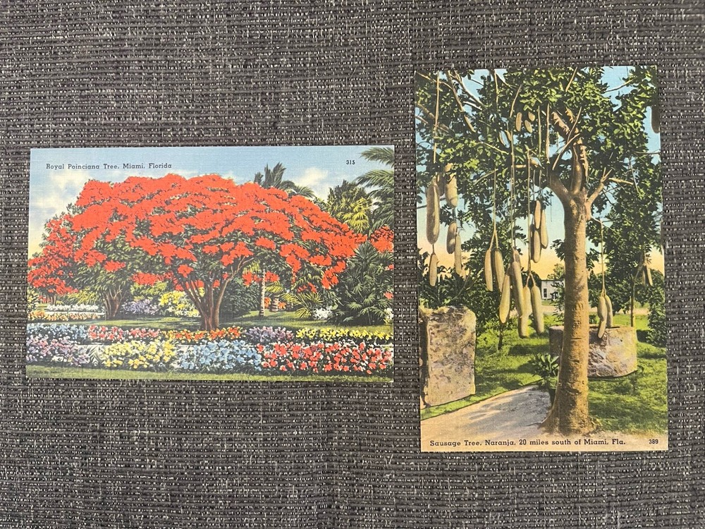 Vintage Linen Postcards Miami, Florida~Royal Poinciana In Bloom & Sausage Tree